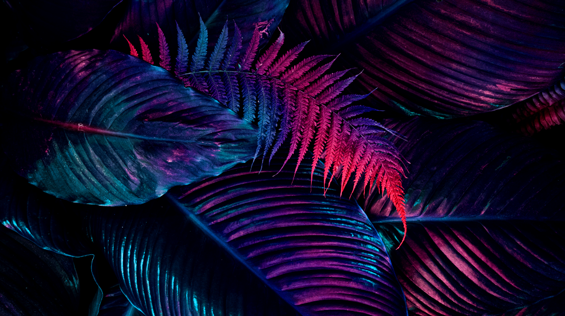  Leafs